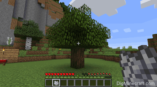 how to grow a tree