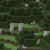birch forest seeds for bedrock edition