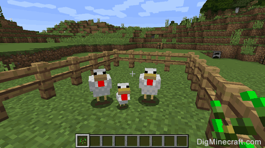 how_to_breed_chickens4.png