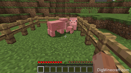 how to breed pigs