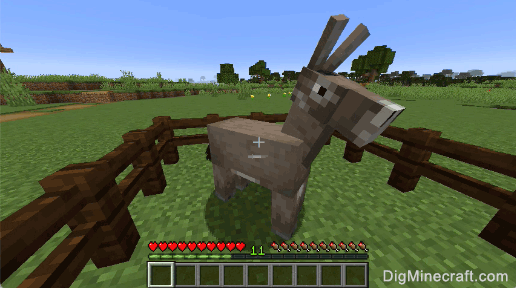 how to feed donkey