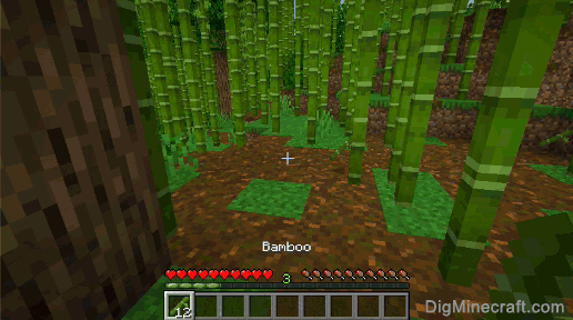 bamboo gathered