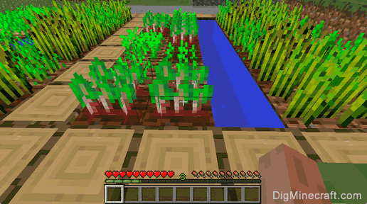 beetroot plants