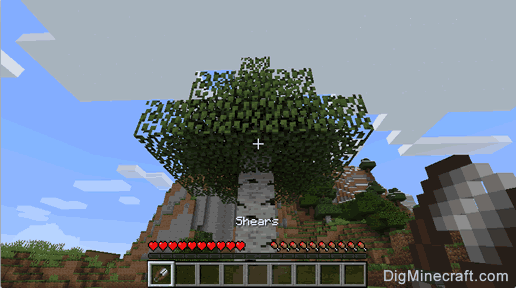 birch leaves tree