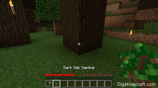 dark oak sapling gathered