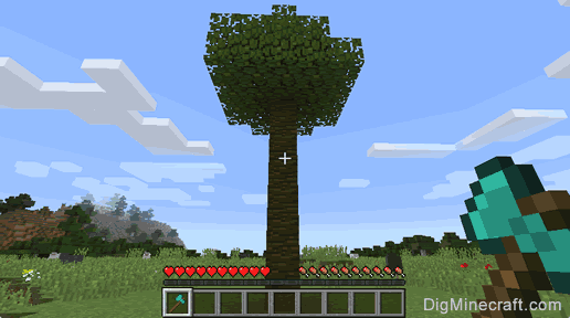 jungle wood tree