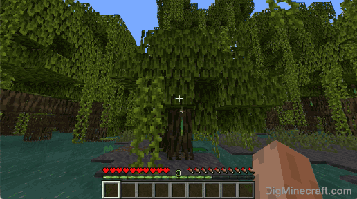 Мангрово дърво