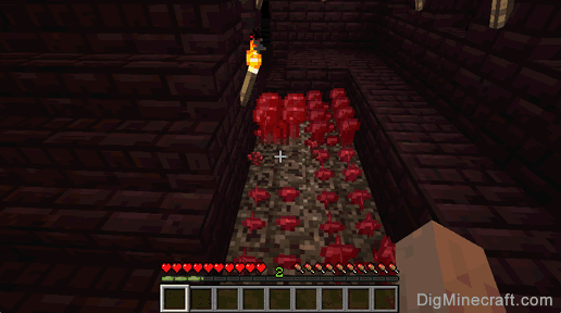 a nether wart dropped