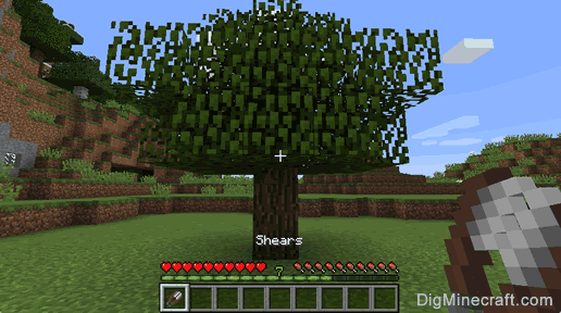 oak leaves tree