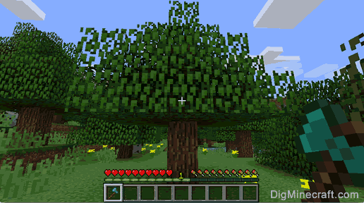 oak wood tree