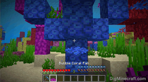bubble coral fan gathered