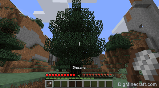 spruce leaves tree