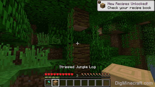 stripped jungle log gathered