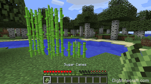 sugar canes gathered