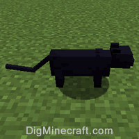How To Summon A Black Cat In Minecraft,Blanch Green Beans Before Sauteing