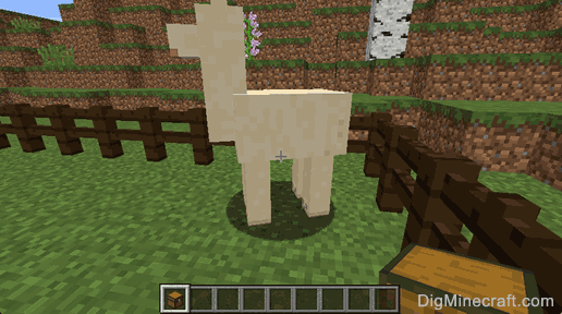 llama and chest