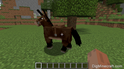 mule wearing saddle