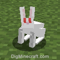 rabbit type 1