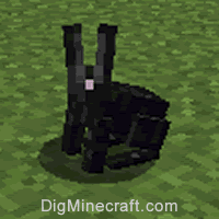 rabbit type 2