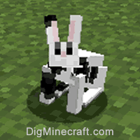 rabbit type 3