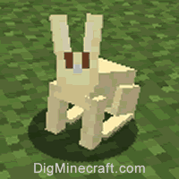 rabbit type 4