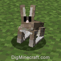 rabbit type 5